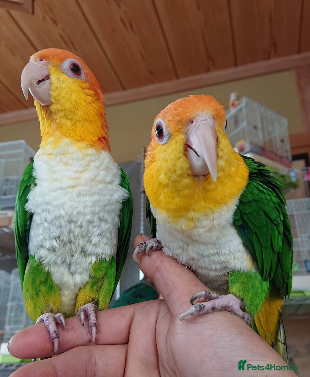 Parrots birds for sale: Tamed Parrots, African Greys and more - Image 8