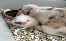 Netherland Dwarf rabbits for sale: Netherland Dwarf x Mini Lop baby bunnies - Image 4