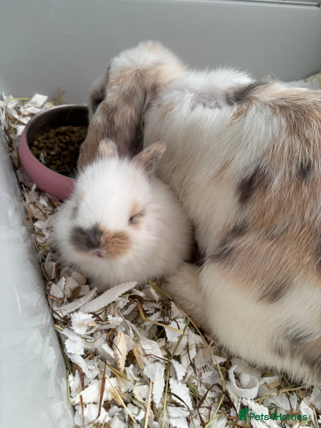 Netherland Dwarf rabbits for sale: Netherland Dwarf x Mini Lop baby bunnies - Image 4