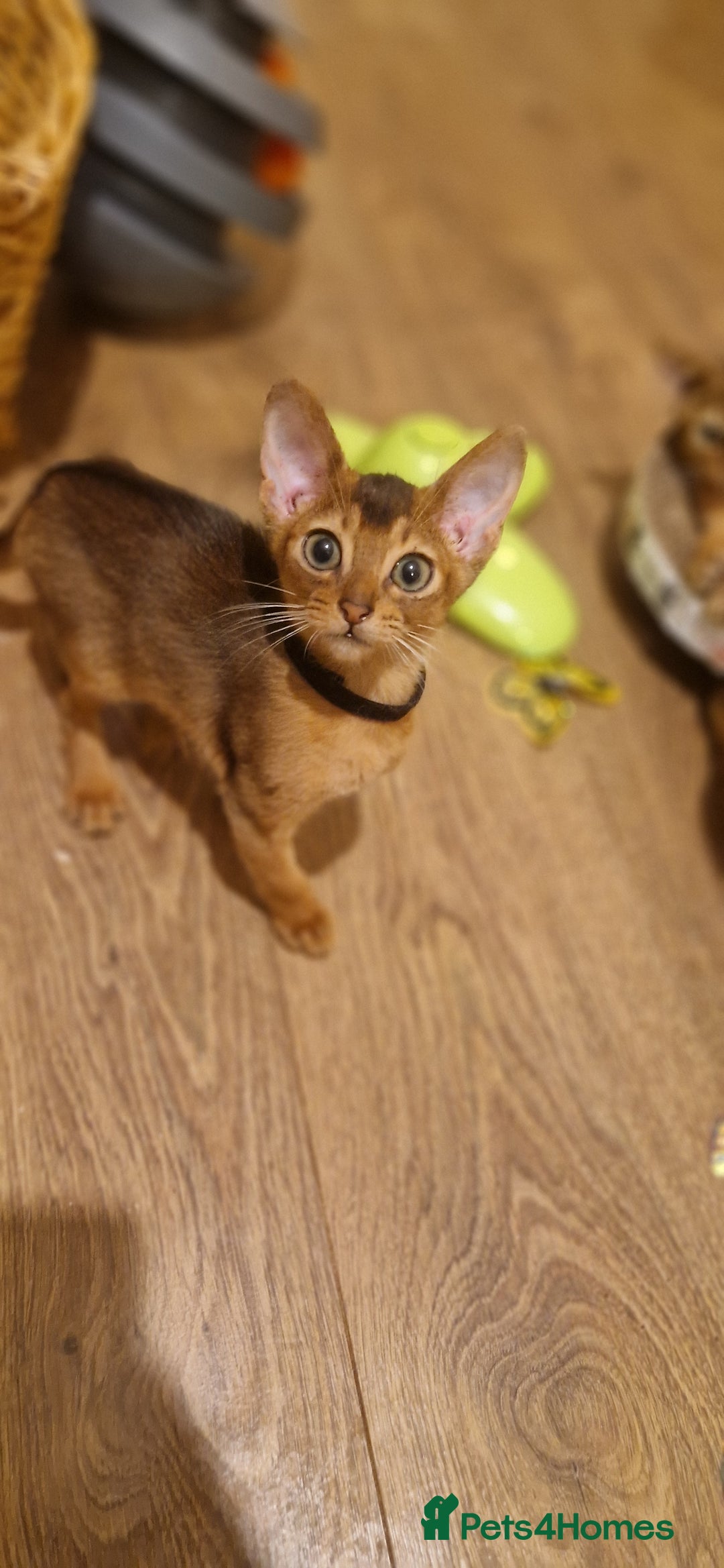 Abyssinian cats for sale: Pure Abyssian kittens ❤️ - Advert 3