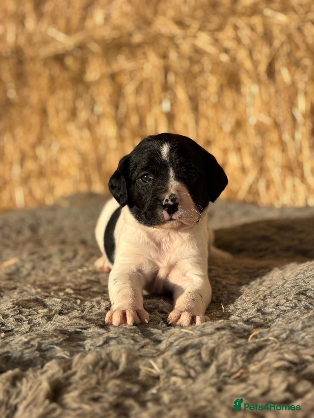 Springador dogs for sale: Springador Puppies - Advert 19