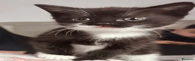 Domestic Shorthair Kitten 1