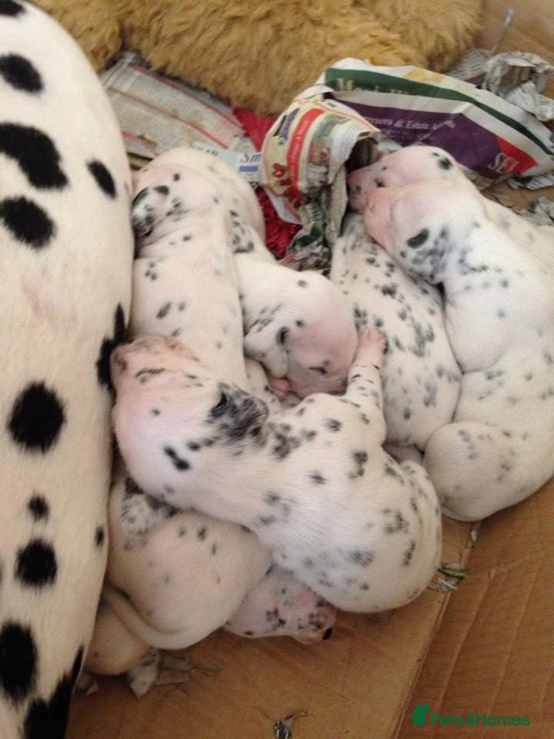 Dalmatian dogs for sale: *Ready for loving homes now* Dalmatian puppies - Image 14