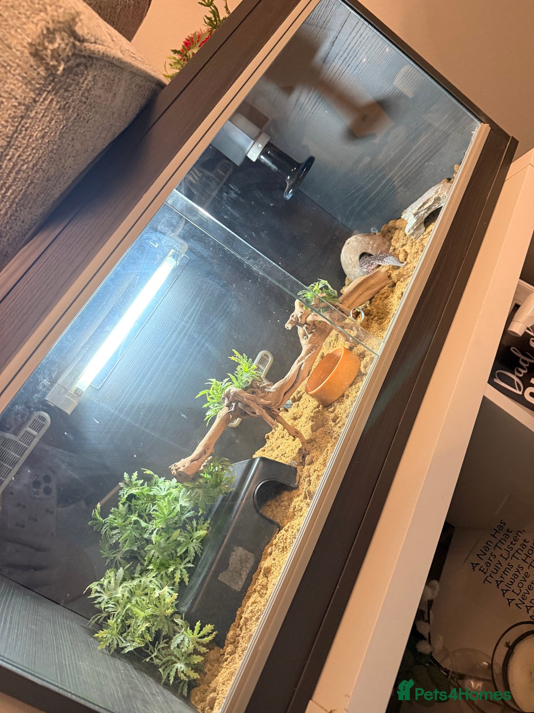 Leopard Gecko reptiles for sale: Female leopard gecko - Advert 1