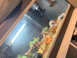 Leopard Gecko reptiles Female leopard gecko - Advert 10