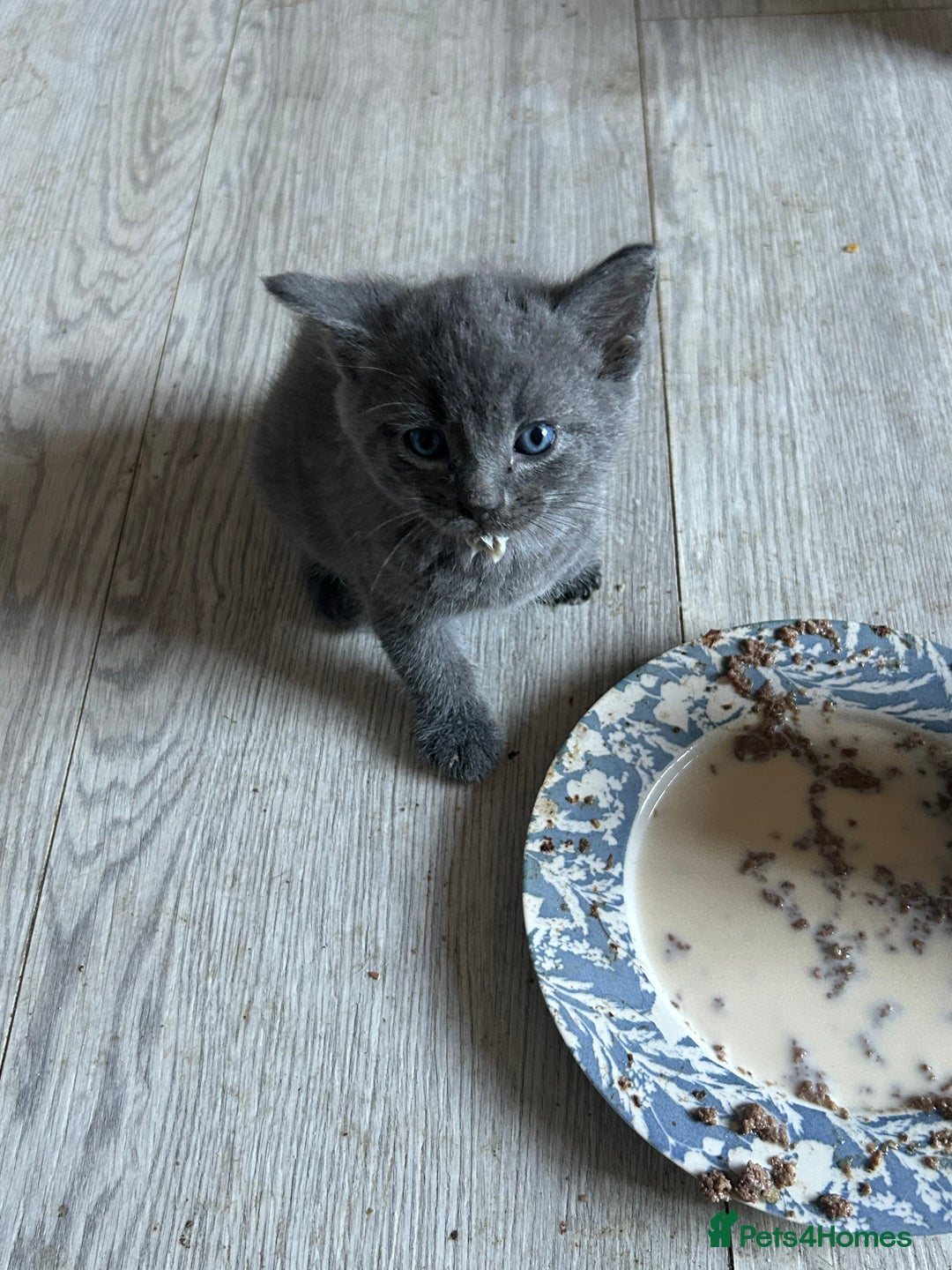 Sphynx cats for sale: House cat x sphinx kittens - Image 11