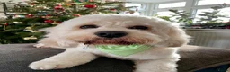 Mixed Breed dogs for sale: Beloved Cockachon looking for a new home in Christchurch - Advert 6