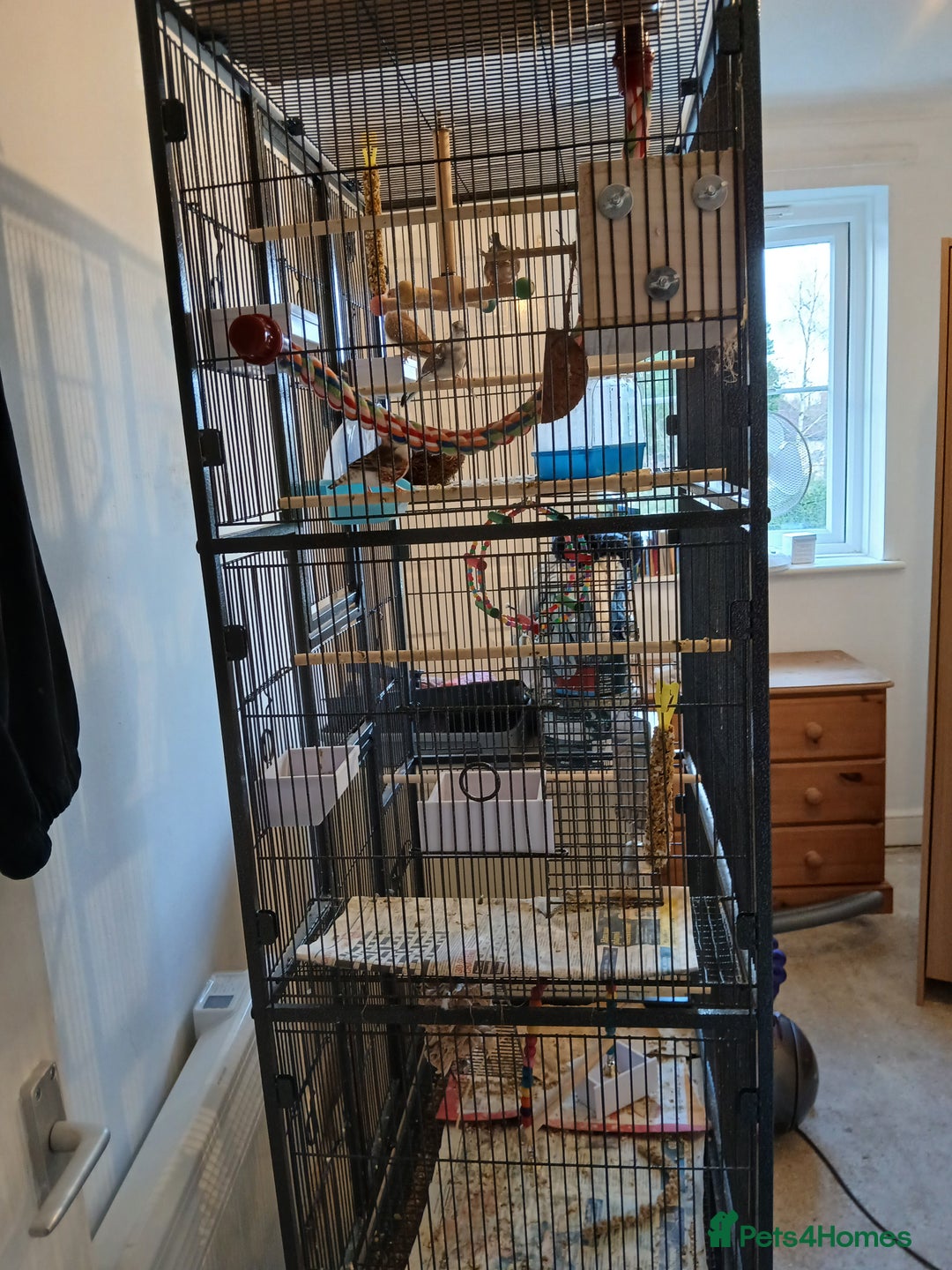 Mixed Breed birds for sale: Zebra finches and diamond doves with cage  - Advert 2