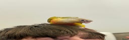 Conures birds for sale: Tamed baby conure - Advert 2