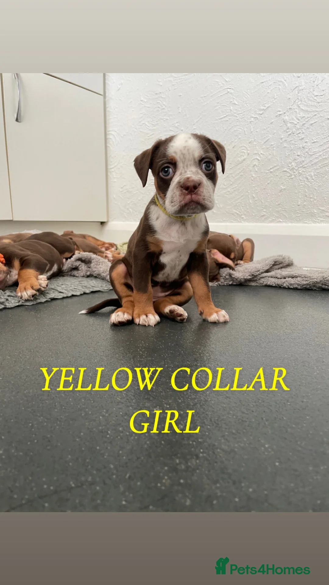 Old Tyme Bulldog dogs for sale: FIVE OLD TYME BULLDOGS LEFT - Advert 2