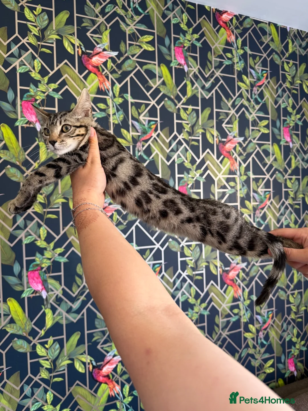 Bengal cats for sale: bengal female kittens - Advert 2