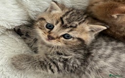 British Shorthair cats for sale: British shorthair kittens  - Image 13