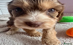 Cockapoo dogs for sale: Stunning show type cockapoo puppies  - Image 18