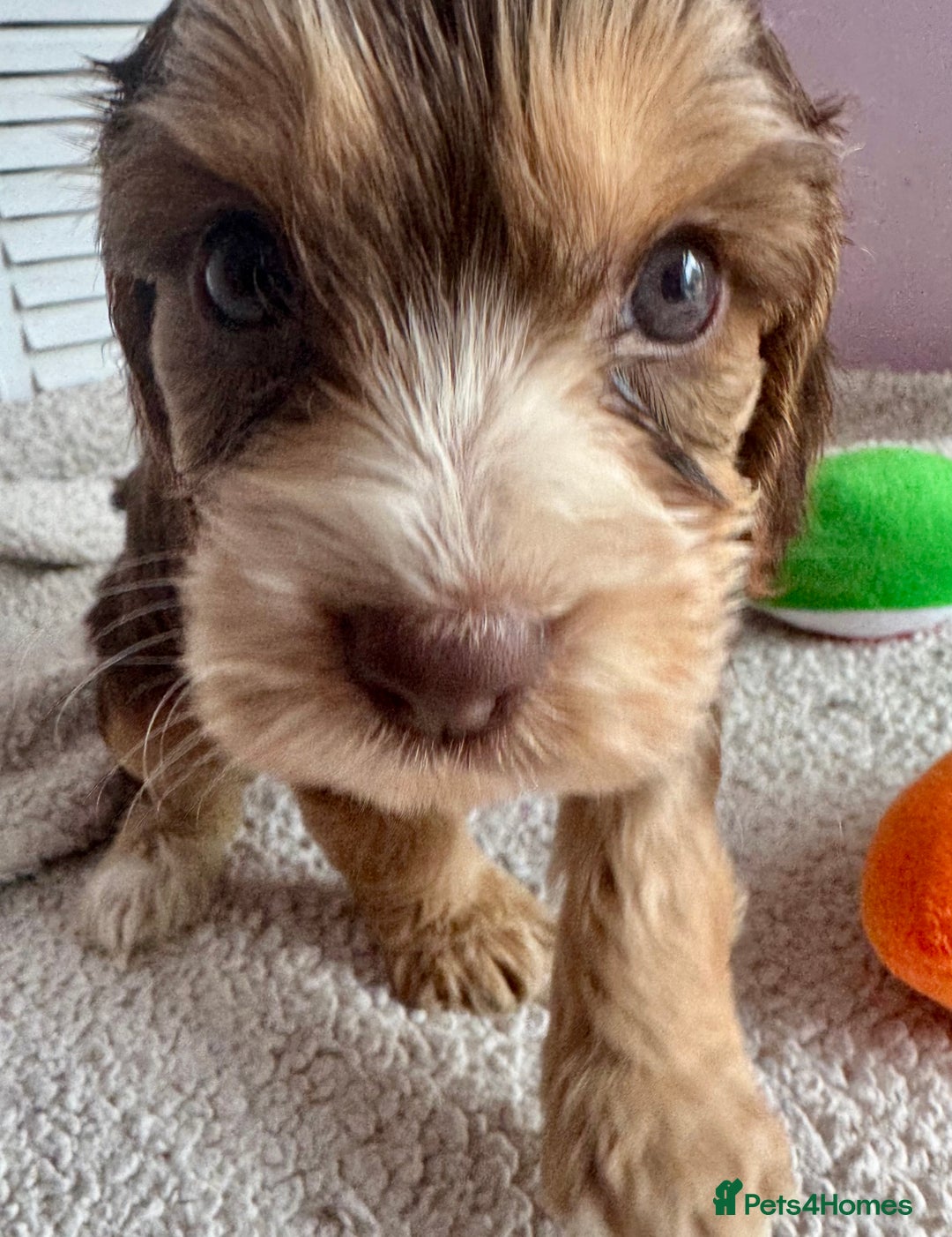 Cockapoo dogs for sale: Stunning show type cockapoo puppies  - Image 18