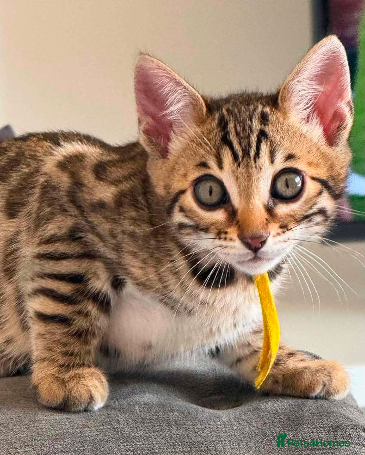 Bengal cats for sale: TICA Rare Snow & Charcoal carrying Bengal kittens! - Advert 1