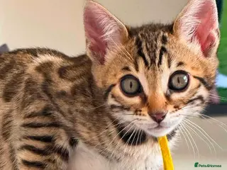 Bengal cats TICA Rare Snow & Charcoal carrying Bengal kittens! - Advert 6