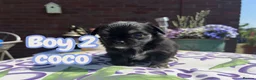 Chihuahua dogs for sale: Exquisite long coat chihuahuas  - Advert 4