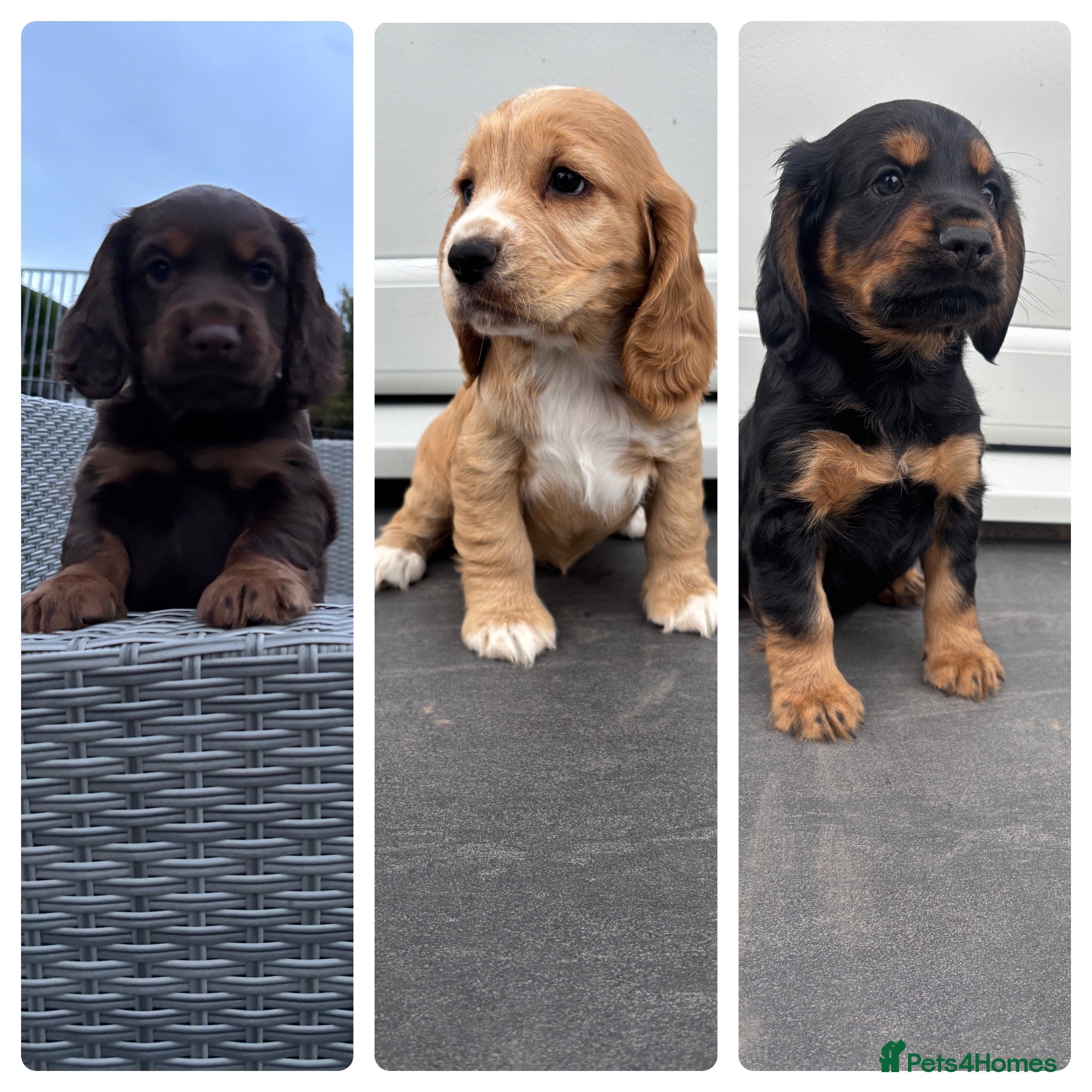 Cocker Spaniel dogs Stunning Litter Of Cocker Puppies for sale  - Advert 18