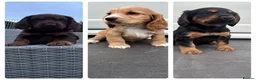 Cocker Spaniel dogs for sale: Stunning Litter Of Cocker Puppies for sale  in Penrith - Advert 1