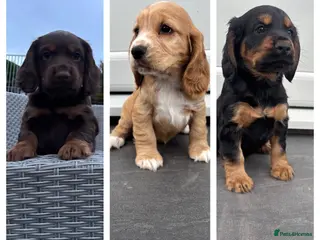 Cocker Spaniel dogs Stunning Litter Of Cocker Puppies for sale - Advert 18