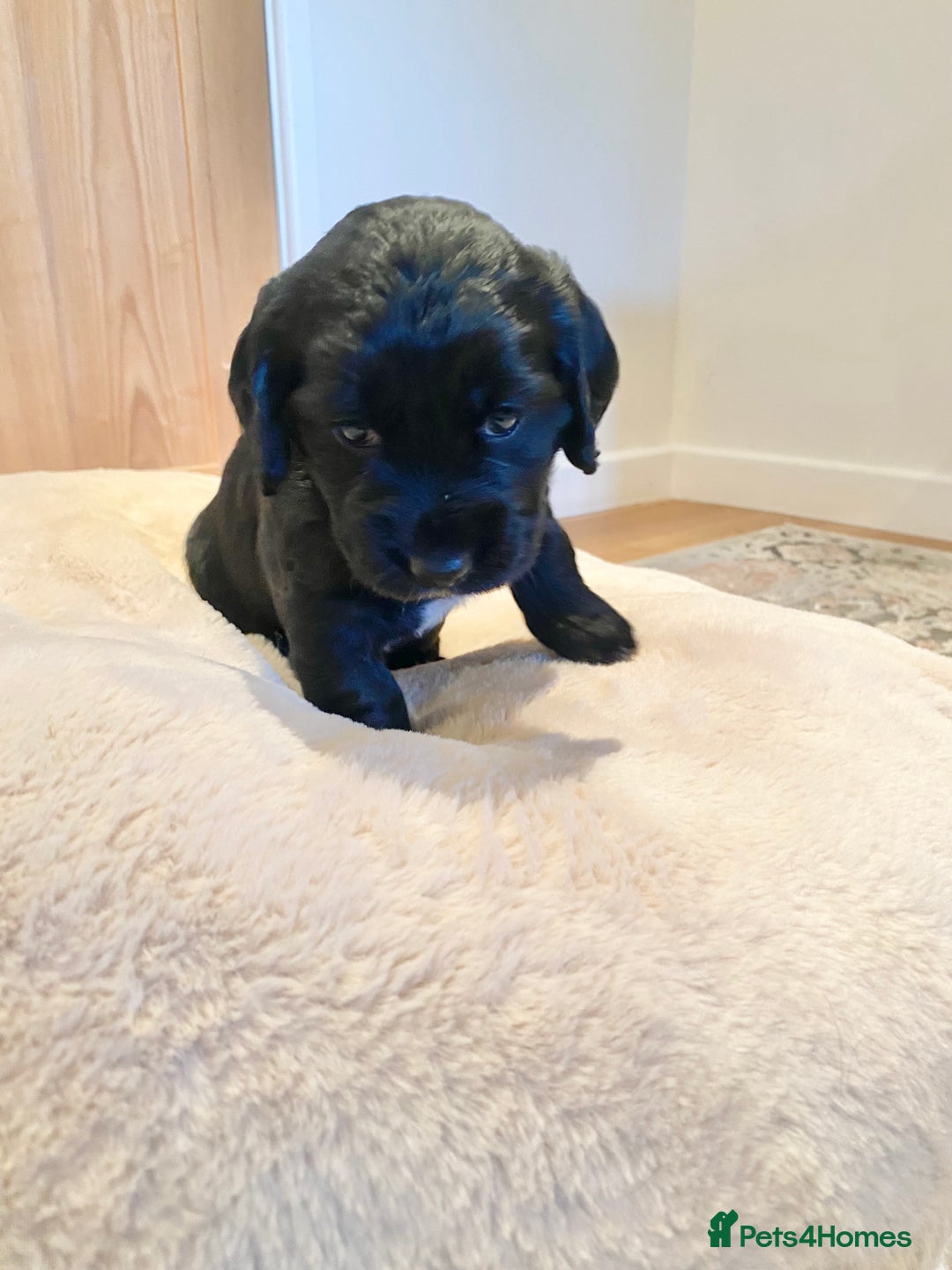 Cocker Spaniel dogs for sale: Kennel Club registered working cockers  - Image 1