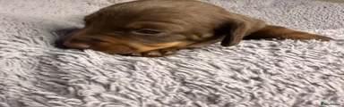 Miniature Dachshund 3