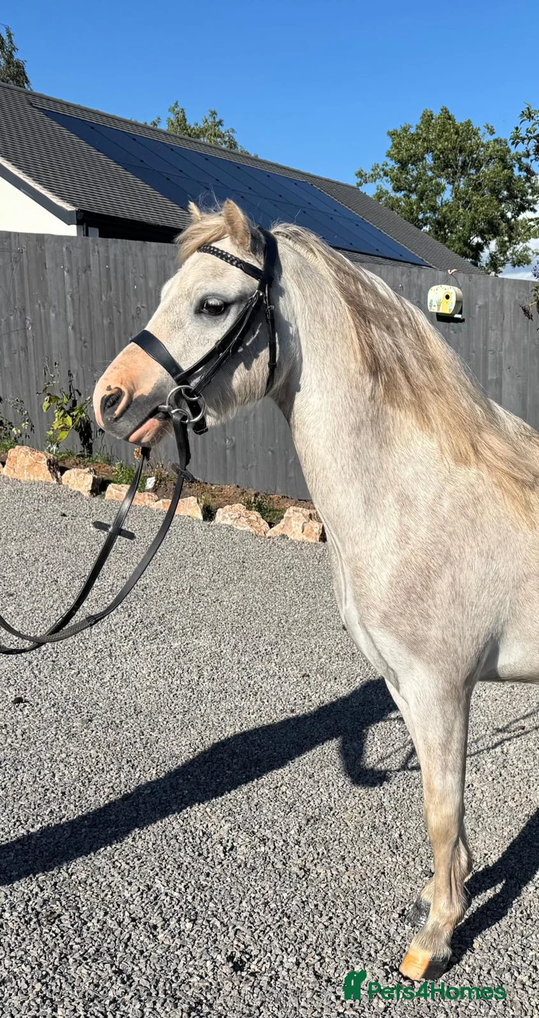Welsh Section A horses for sale: Welsh section A Gelding - Advert 2