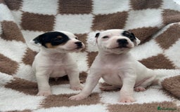 Jack Russell dogs for sale: 5 true to type jack russels  - Image 1