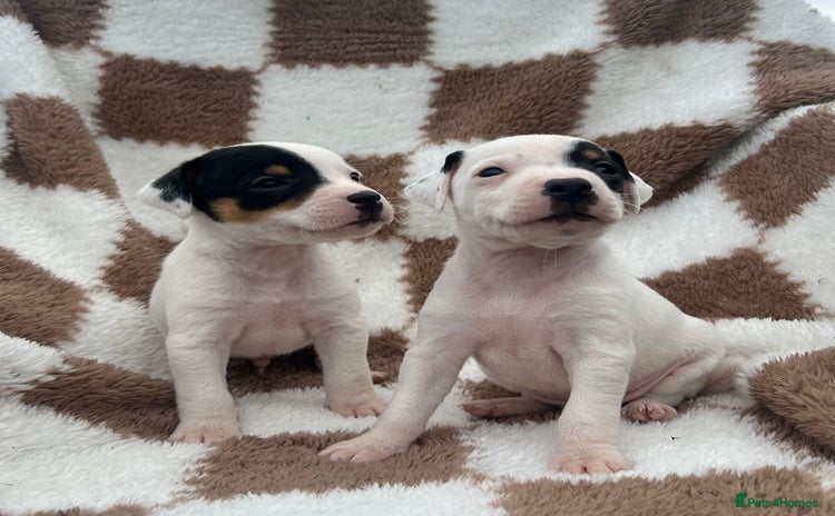 Jack Russell dogs - Advert 1