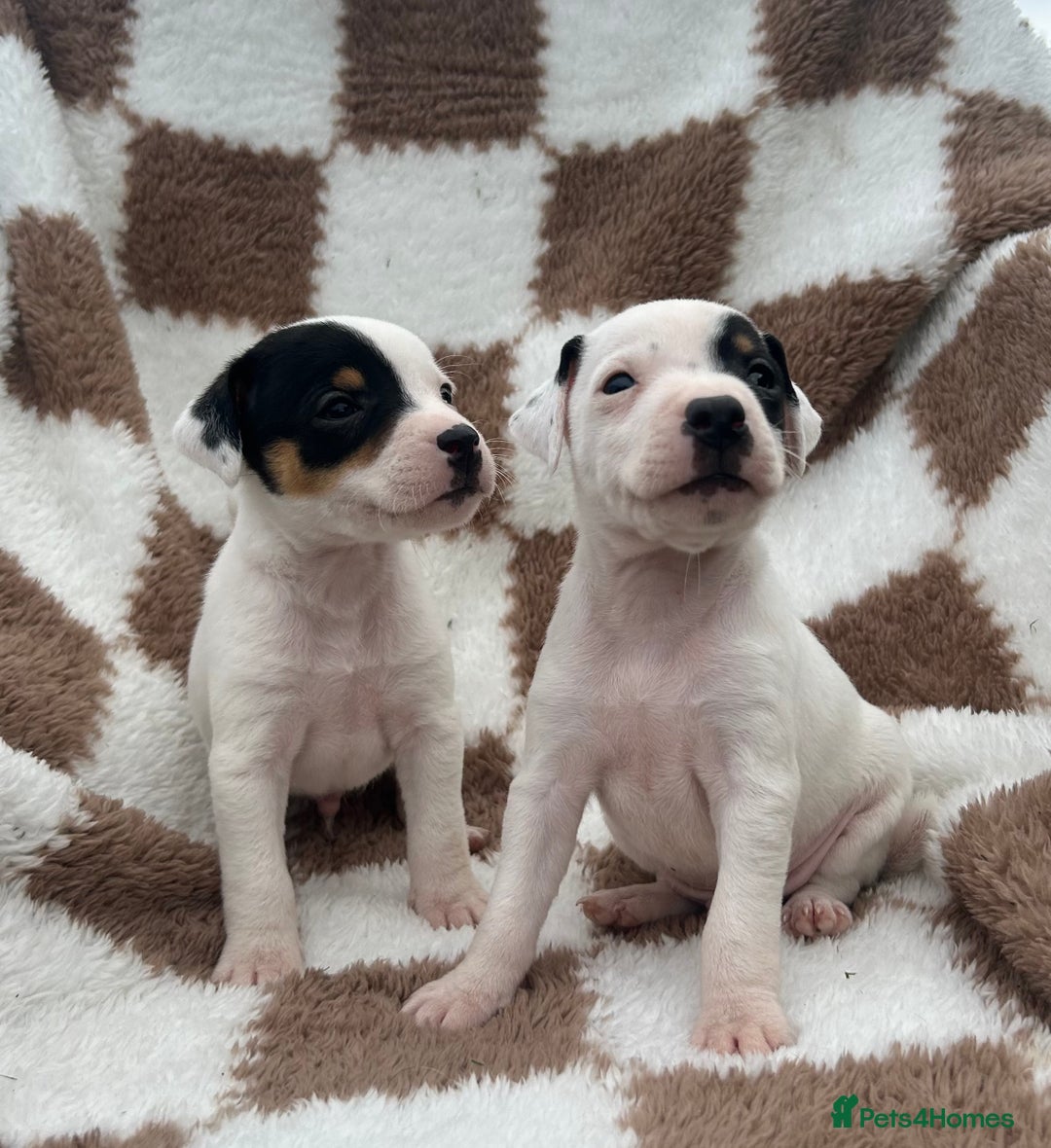 Jack Russell dogs for sale: 5 true to type jack russels  - Image 1