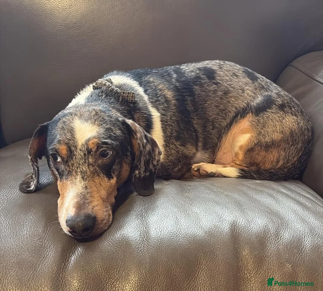 Mixed Breed dogs for adoption: 🐾Meet NORMAN 🐾 - a Lovely Boy for a Loving Home  - Advert 8