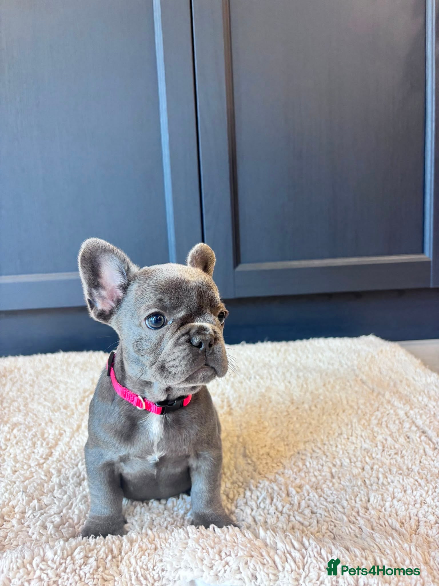 French Bulldog dogs French Bulldog Pups - Advert 1