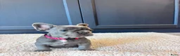 French Bulldog dogs for sale: French Bulldog Pups - Advert 1