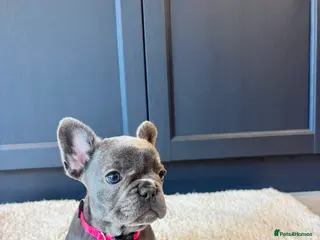 French Bulldog dogs French Bulldog Pups - Advert 1