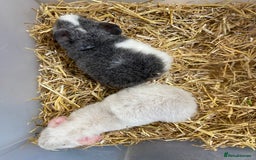 Guinea Pig rodents for sale: Baby Male Teddy Guinea Pigs  - Advert 2