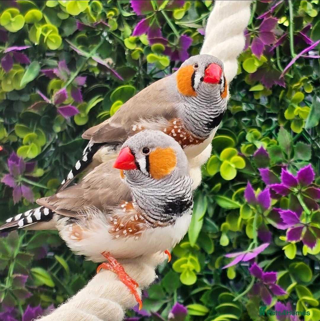 Finches birds for sale: Zebra Finches - Various Colours (20 birds) - Image 3