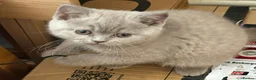 British Shorthair cats for sale: Beautiful BSH Kittens available early October - Advert 1