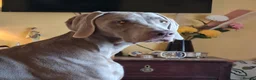 Weimaraner dogs for sale: Weimaraner KC REGISTERED 1yr Girl.  - Advert 8