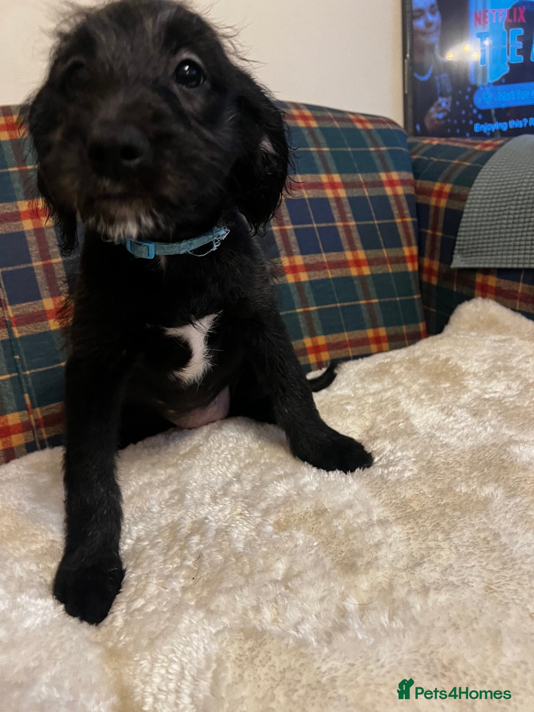 Mixed Breed dogs for sale:  🐾 Labradoodle x Entlebucher Sennenhund Puppies! - Image 3