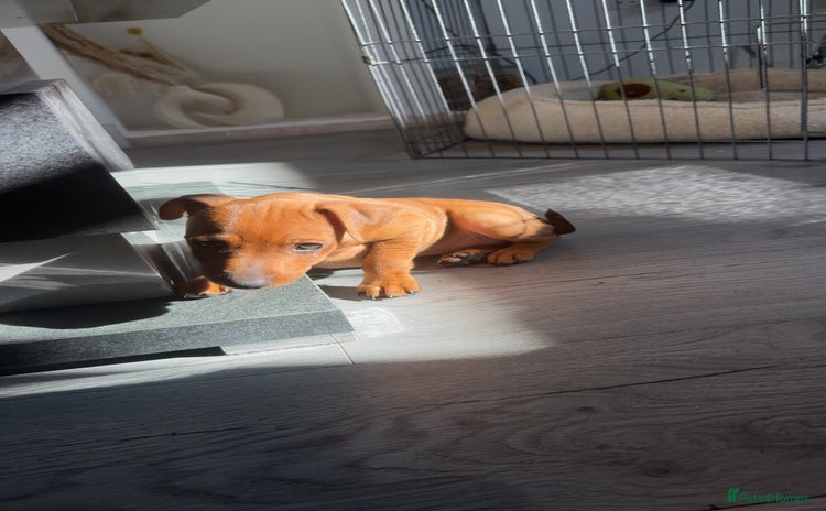 Miniature Pinscher dogs - Advert 2