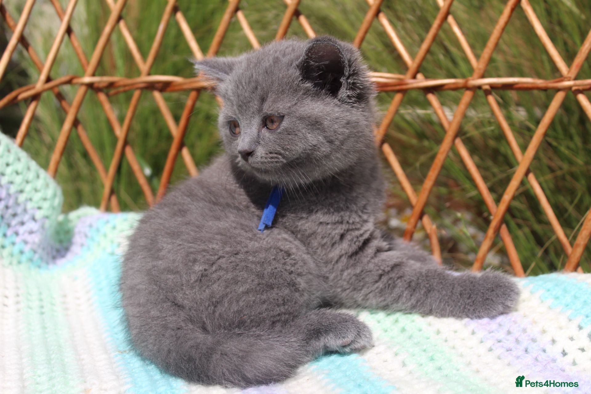 British Shorthair cats GCCF British short hair boy  - Advert 2