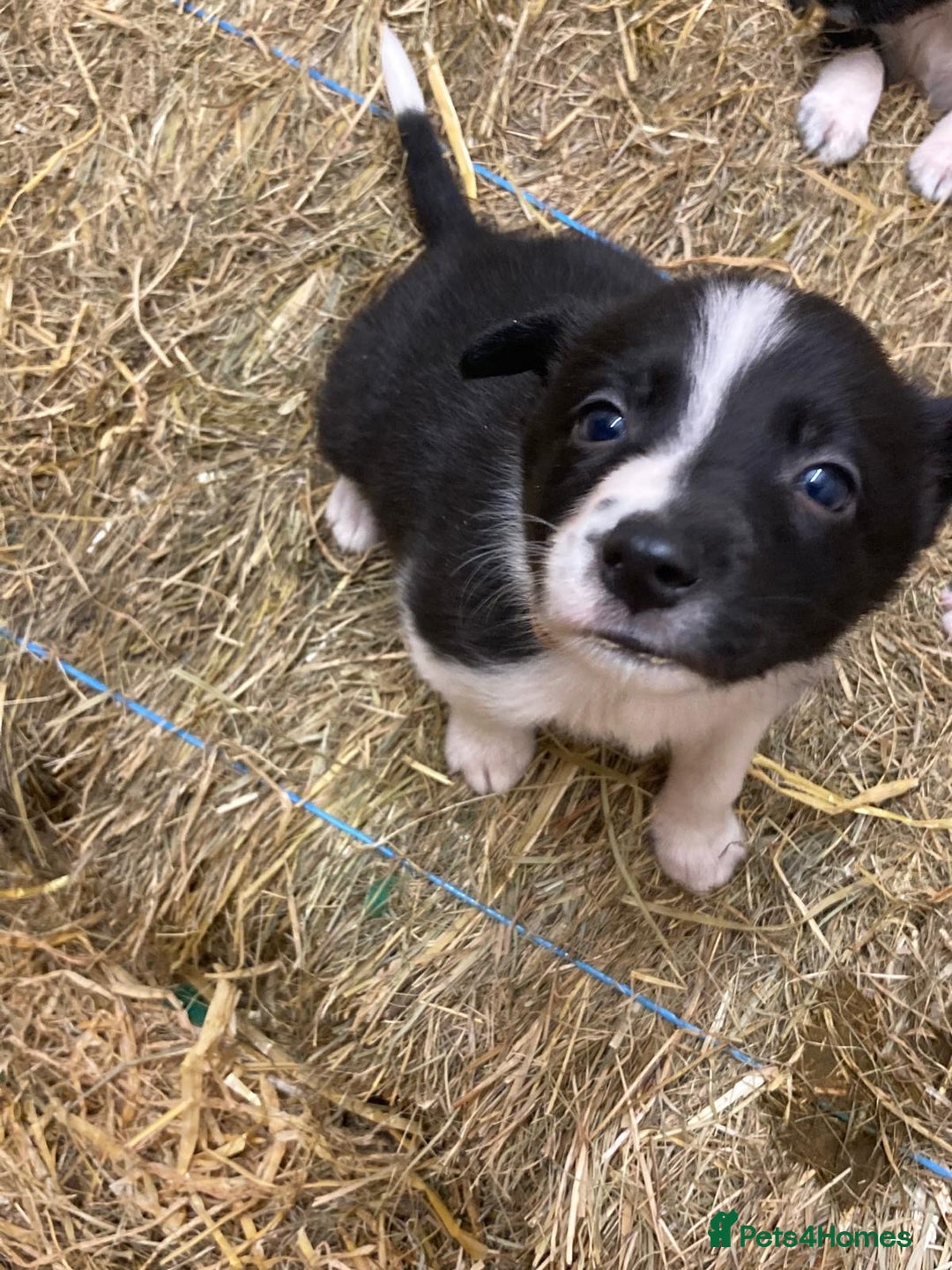 Border Collie dogs for sale: Border Collie pups for sale - Advert 15