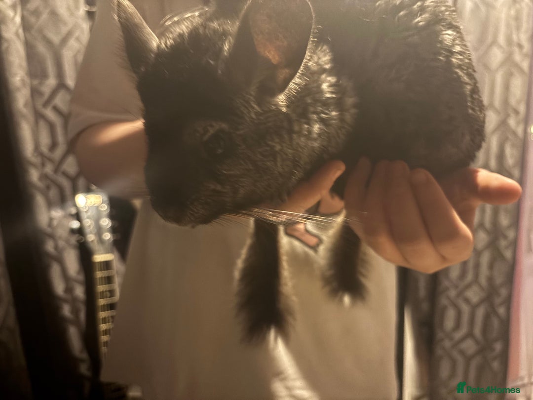 Chinchilla rodents for sale: 2 chinchillas with set up - Advert 5