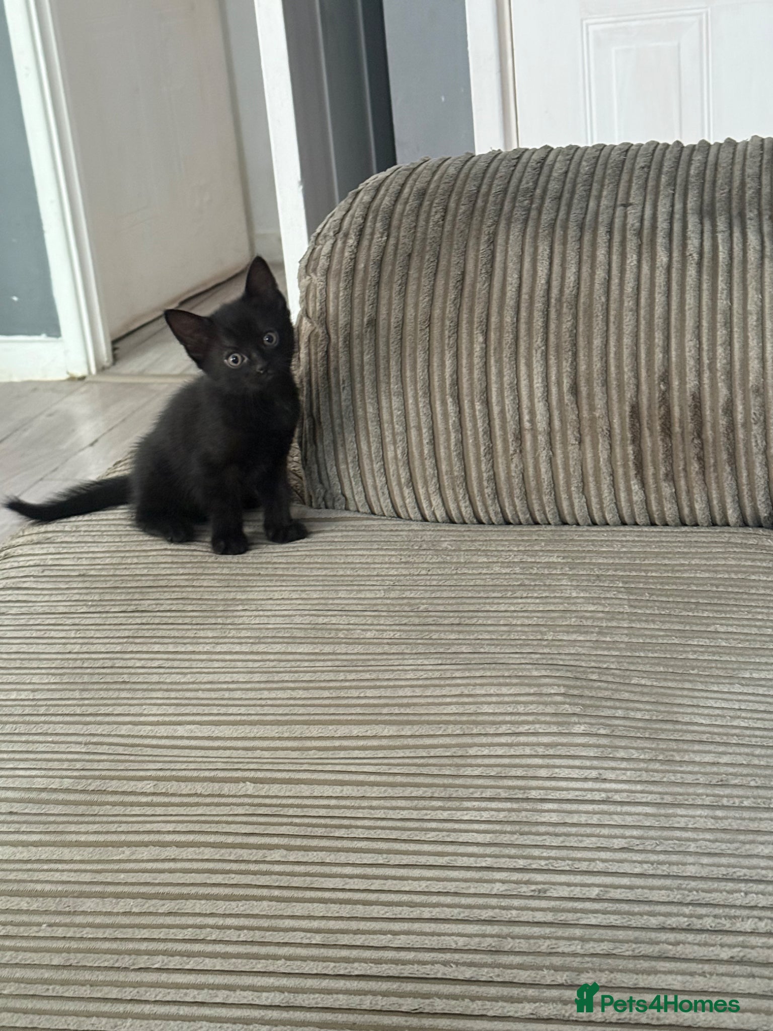 Mixed Breed cats for sale: 4 adorable kittens - Advert 8
