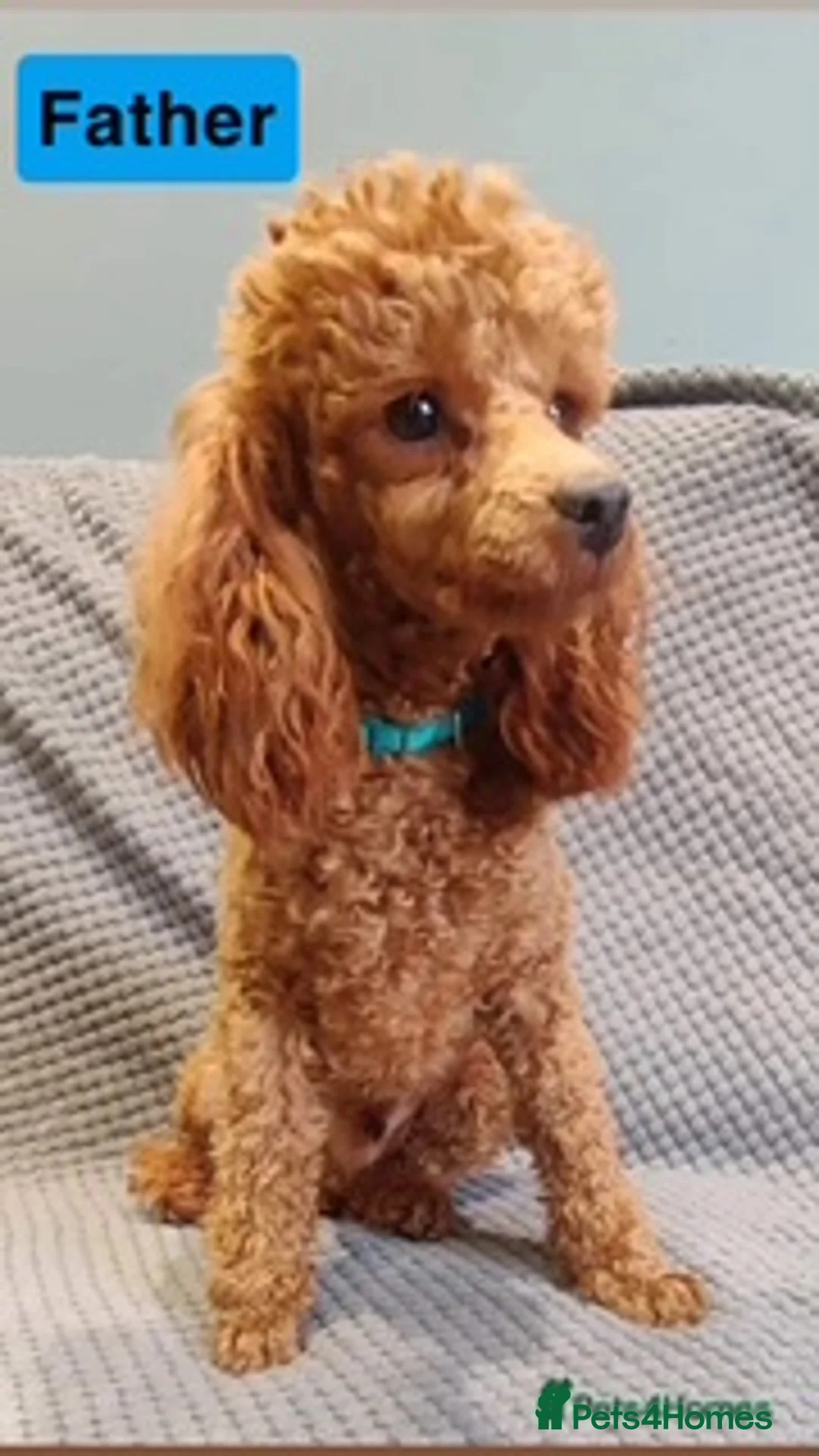 Toy Poodle dogs for sale: Beautiful pure red toy poodle puppies for sale - Advert 10