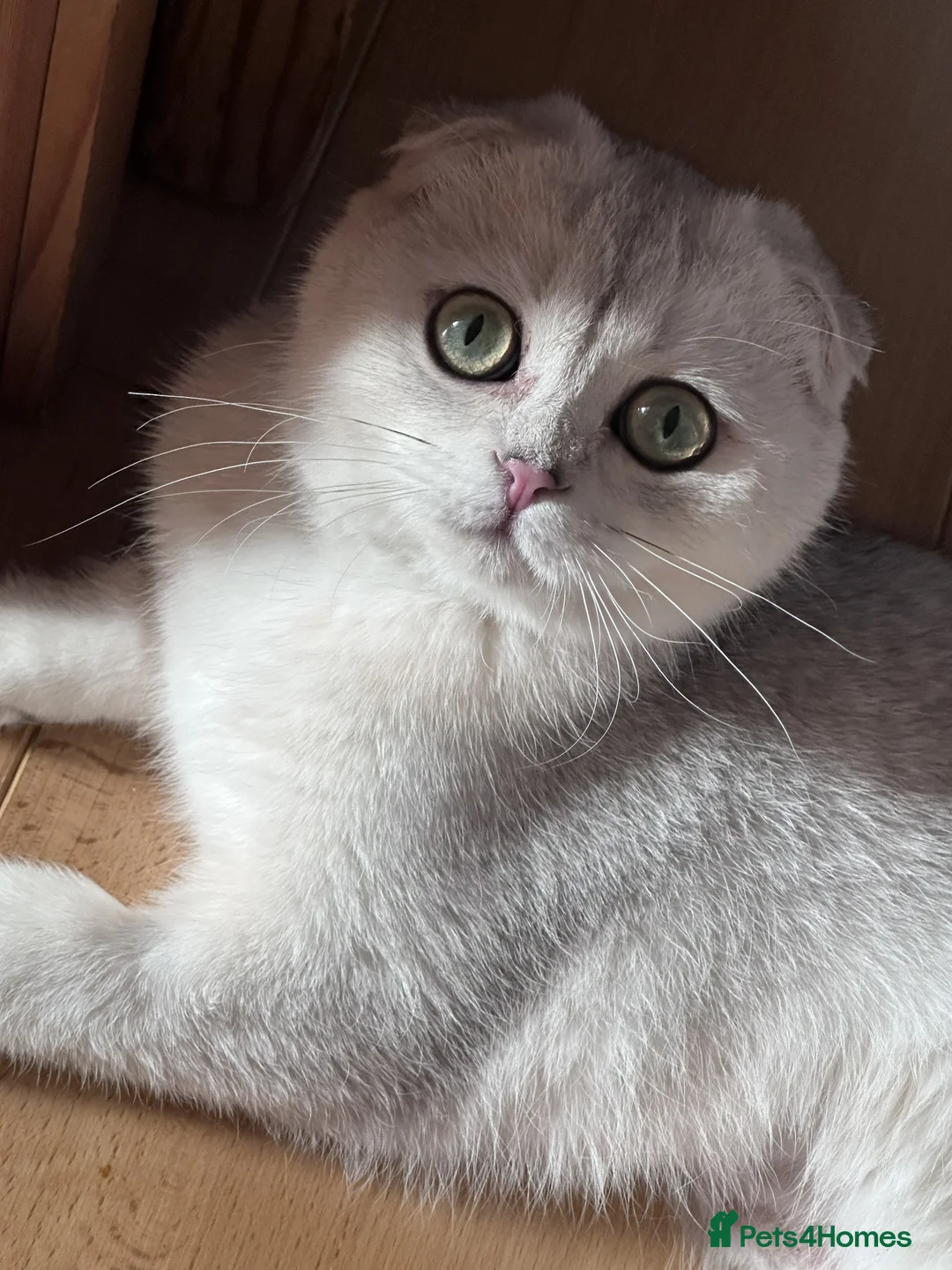 Scottish Fold cats for sale: Beautiful Scottish Fold Pedigree Girls - Advert 3