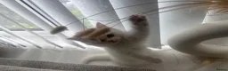 Scottish Fold cats for sale: 3 beautiful scottish straight kittens 🐱  - Advert 11