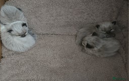 Ragdoll cats for sale: Two beautiful ragdolls left - Image 4