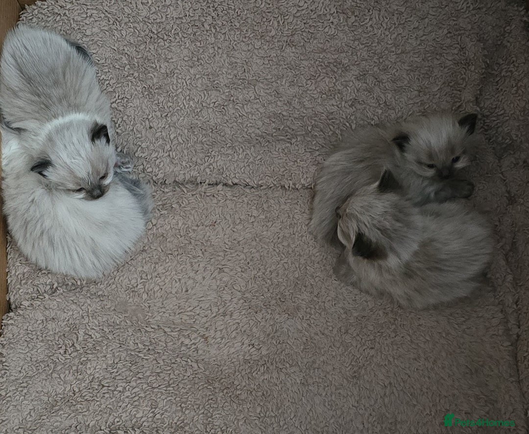 Ragdoll cats for sale: Two beautiful ragdolls left - Image 4