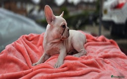 French Bulldog dogs for sale:  Platinum French Bulldog pup - Image 2